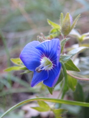 Veronica umbrosa