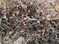 Ephedra americana
