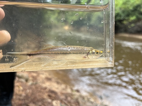 Apollo sharkminnow (Luciosoma setigerum) — Cyprinidae — 5