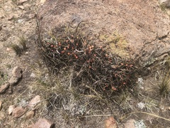 Ephedra americana