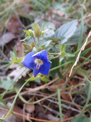 Veronica umbrosa