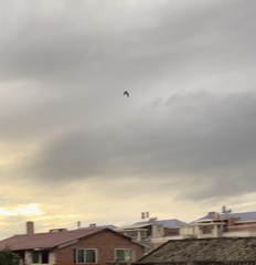 Pipistrellus abramus