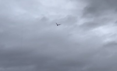 Pipistrellus abramus