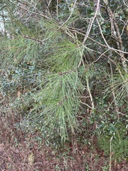 Pinus clausa