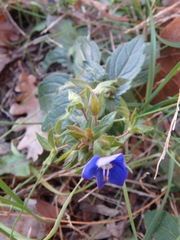 Veronica umbrosa