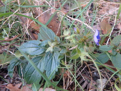 Veronica umbrosa