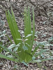 Sabal minor