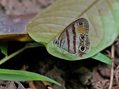Cissia labe
