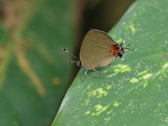 Calycopis pisis