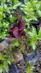 Ascocoryne cylichnium