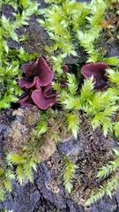 Ascocoryne cylichnium