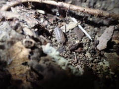 Armadillidium nasatum