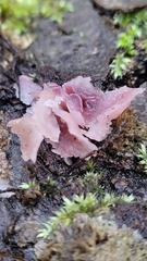 Ascocoryne cylichnium