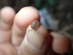 Armadillidium nasatum