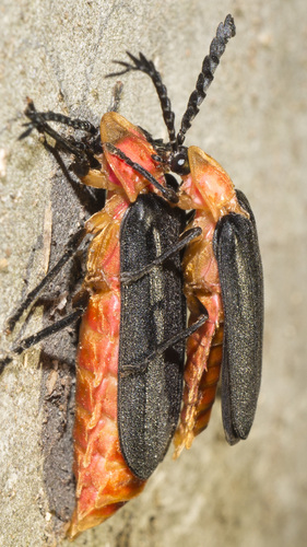 Vesta impressicollis