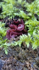 Ascocoryne cylichnium