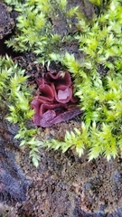 Ascocoryne cylichnium