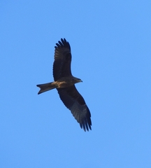 Milvus migrans govinda