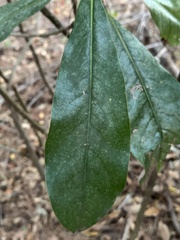 Magnolia grandiflora