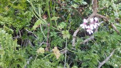 Pelargonium peltatum