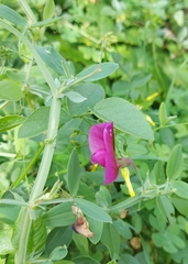 Lathyrus tingitanus