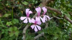 Pelargonium peltatum