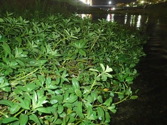 Ludwigia peploides stipulacea