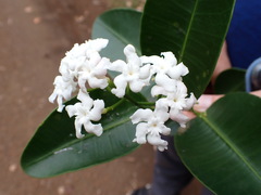 Melodinus balansae