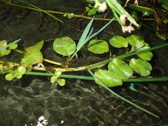 Ludwigia peploides stipulacea