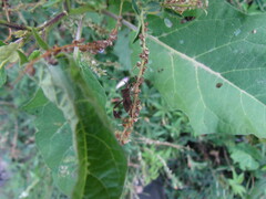 Leptoglossus concaviusculus