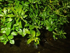 Ludwigia peploides stipulacea