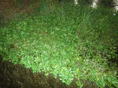 Ludwigia peploides stipulacea