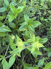 Richardia grandiflora