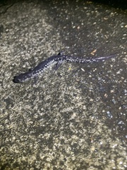Plethodon ocmulgee