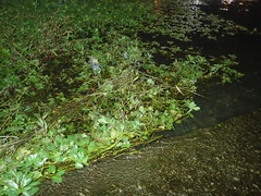 Ludwigia peploides stipulacea