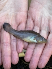 Aphredoderus sayanus