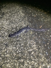 Plethodon ocmulgee