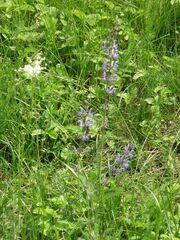 Salvia dumetorum