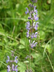 Salvia dumetorum