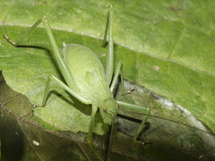 Tettigonioidea