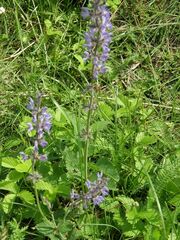 Salvia dumetorum