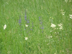 Salvia dumetorum