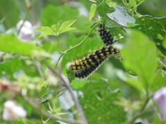 Leucanella viridescens