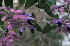 Salvia semiatrata