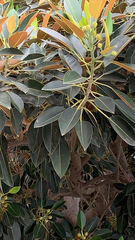 Ficus elastica