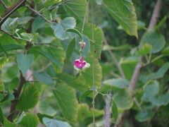 Canavalia bonariensis