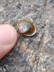 Corbicula largillierti