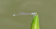 Pseudagrion williamsoni