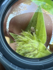 Richardia grandiflora