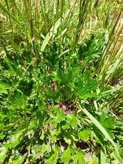 Geranium brevicaule